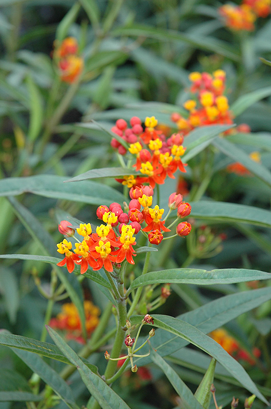 Red Butterfly Milkweed (Asclepias curassavica 'Red Butterfly') at Homestead Gardens