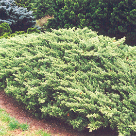 Plant Photo 9