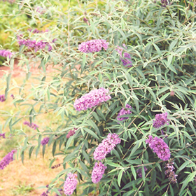 Plant Photo 5