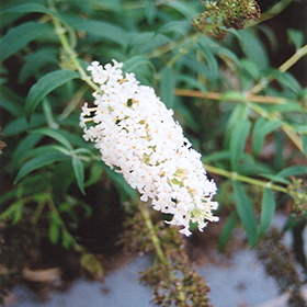 Plant Photo 10