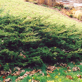 Plant Photo 1