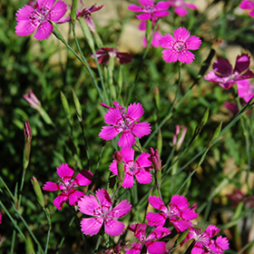 Plant Photo 9