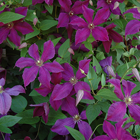 Plant Photo 3