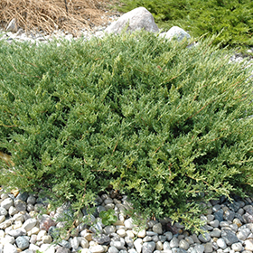 Plant Photo 4