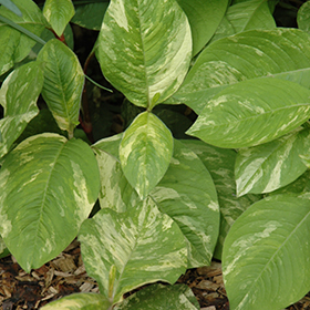 Plant Photo 7