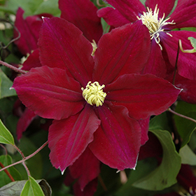 Plant Photo 8