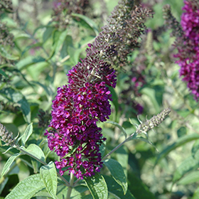 Plant Photo 8