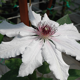 Plant Photo 9