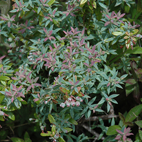 Plant Photo 6