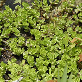 Plant Photo 1