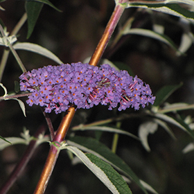 Plant Photo 7