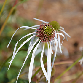 Plant Photo 9