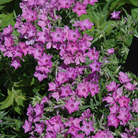 Plant Photo 5