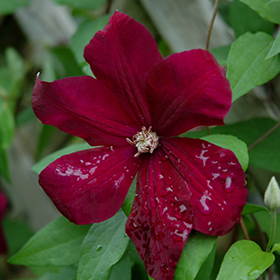 Plant Photo 6