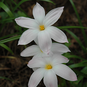 Plant Photo 5