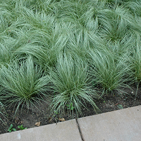 Plant Photo 2