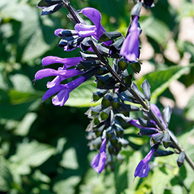 Plant Photo 3