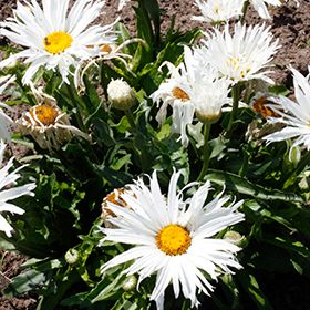 Plant Photo 1