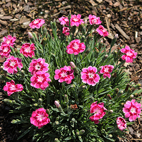 Plant Photo 8