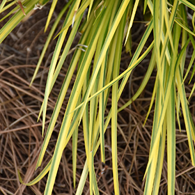 Plant Photo 9