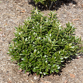 gembox plant