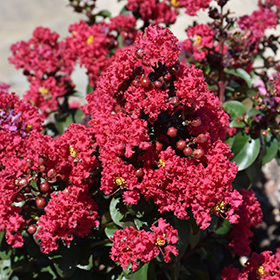 Plant Photo 3