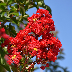Plant Photo 5