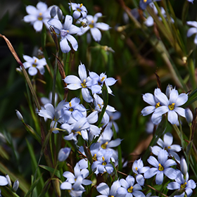 Plant Photo 8