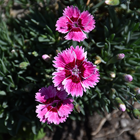 Plant Photo 1