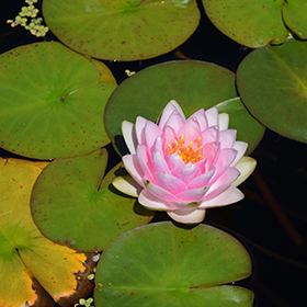 Plant Photo 7