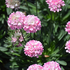 Plant Photo 10