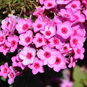 Plant Photo 6