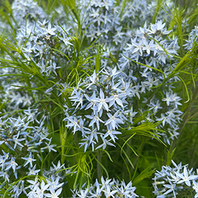 Plant Photo 4