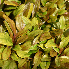 Plant Photo 8