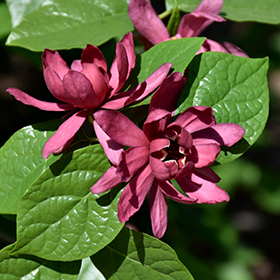 Plant Photo 1