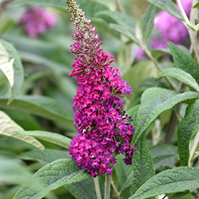 Plant Photo 9