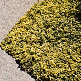 Plant Photo 3