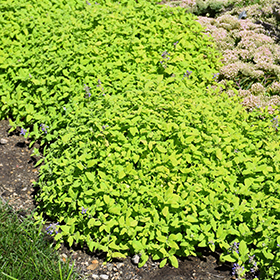 Plant Photo 9