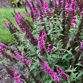 Plant Photo 2