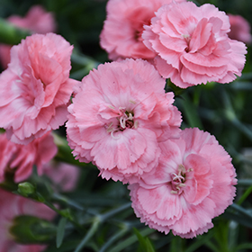 Plant Photo 5