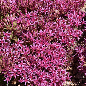 Plant Photo 2