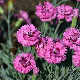 Plant Photo 5