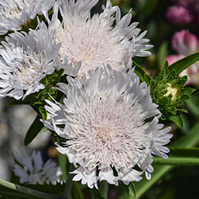 Plant Photo 1