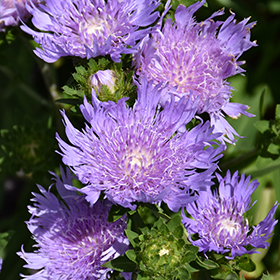 Plant Photo 10