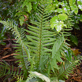 Plant Photo 4