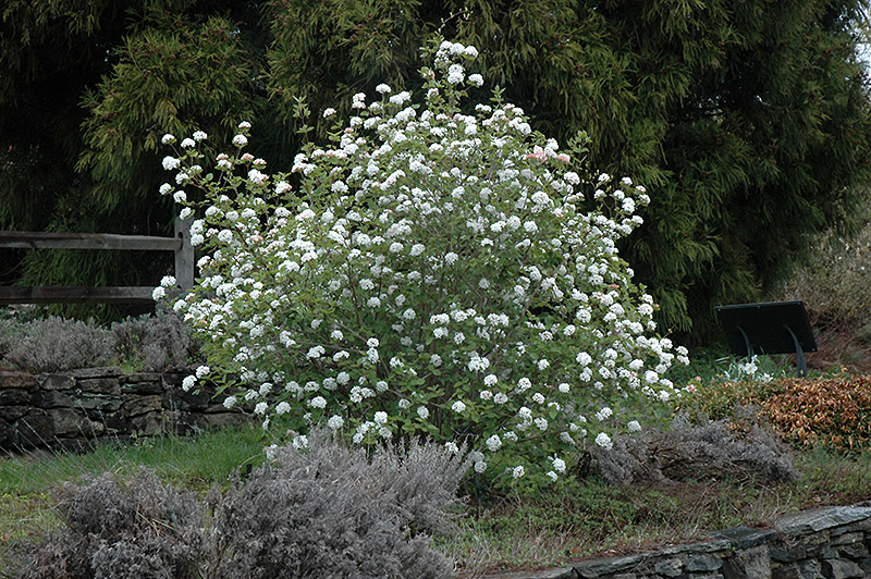 Image of Korean spice viburnum shrub in fall