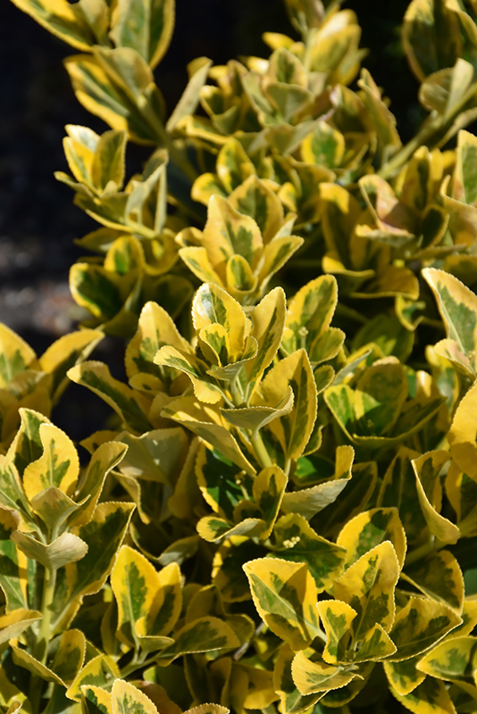 Gold Variegated Japanese Euonymus (Euonymus japonicus