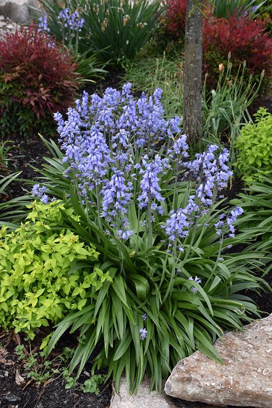 Bluebell Flowers - Growing Information For English And Spanish
