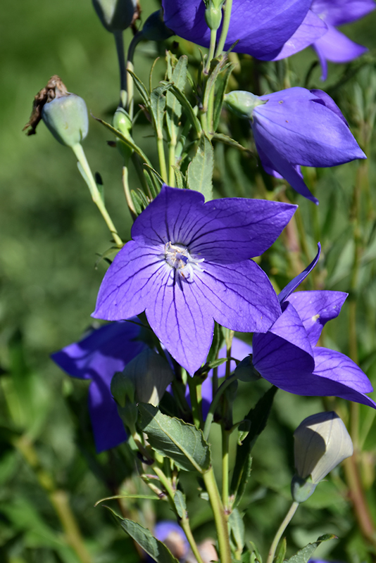 Fuji Blue Balloon Flower (Platycodon grandiflorus 'Fuji Blue') in