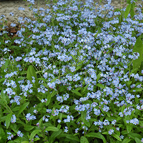 Forget-Me-Nots  Home & Garden Information Center